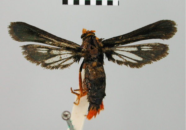 /filer/webapps/moths/media/images/P/pyrocera_Sura_HT_BMNH.jpg