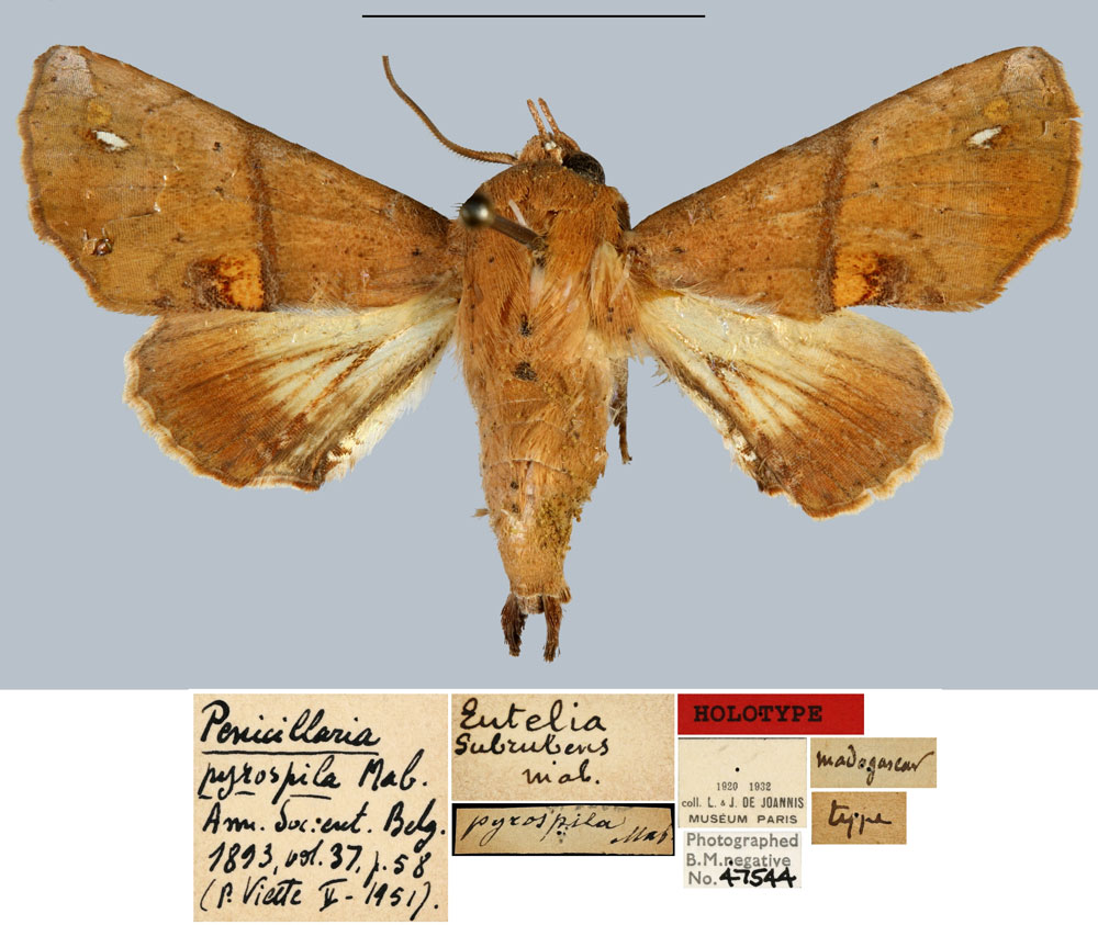 /filer/webapps/moths/media/images/P/pyrospila_Penicillaria_HT_MNHN.jpg