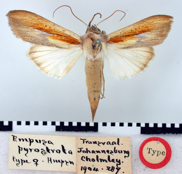 /filer/webapps/moths/media/images/P/pyrostrota_Empusada_HT_BMNH.jpg