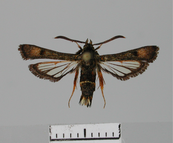 /filer/webapps/moths/media/images/P/pythes_Homogyna_AM_BMNH.jpg