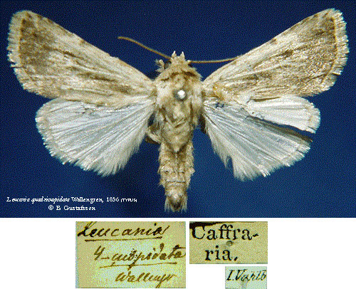 /filer/webapps/moths/media/images/Q/quadricuspidata_Leucania_HT_SNHMa.jpg