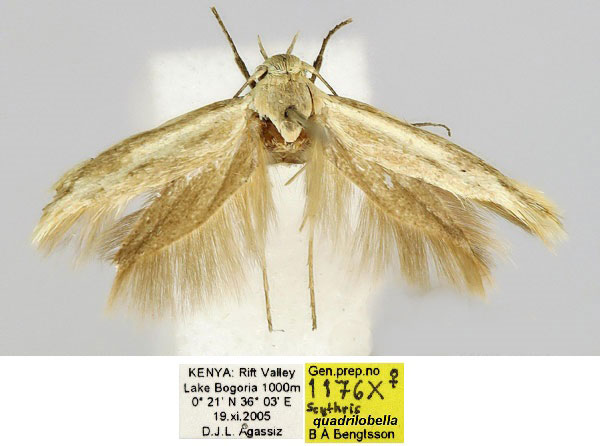 /filer/webapps/moths/media/images/Q/quadrilobella_Scythris_PT_BMNH_meTiXs6.jpg