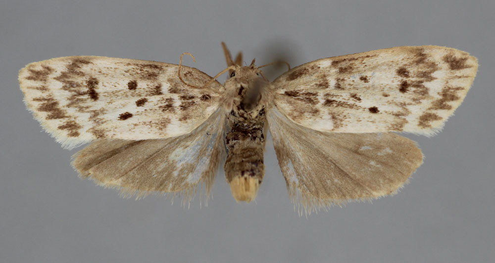 /filer/webapps/moths/media/images/Q/quadripunctaria_Mimulosia_HT_BMNH.jpg