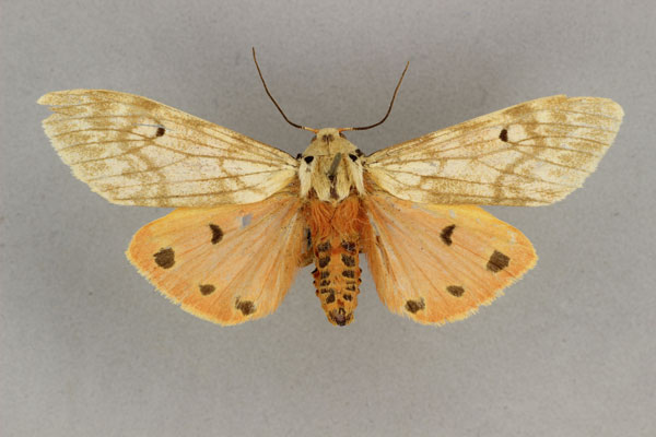 /filer/webapps/moths/media/images/Q/quadripunctata_Teracotona_HT_BMNH.jpg