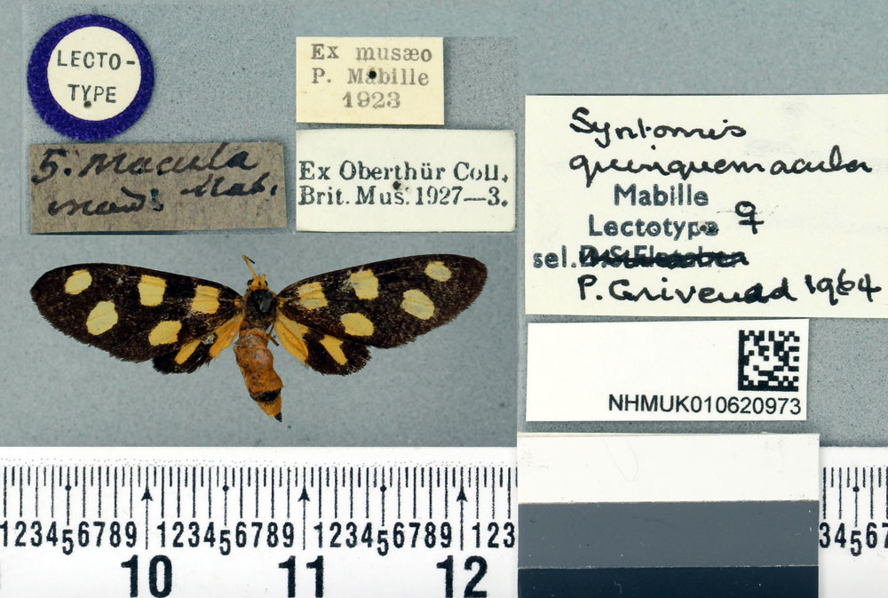 /filer/webapps/moths/media/images/Q/quinquemacula_Dubianaclia_LT_BMNHa.jpg