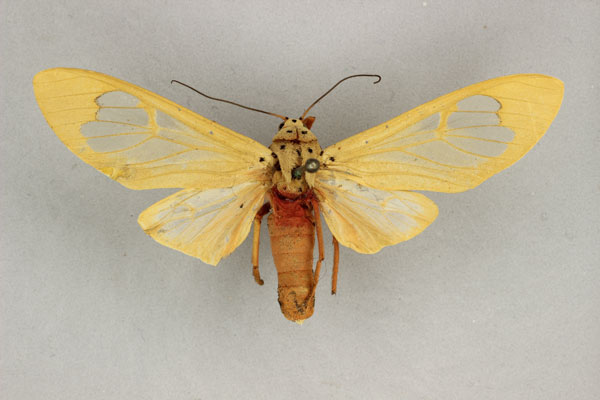 /filer/webapps/moths/media/images/R/radama_Amerila_LT_BMNH.jpg
