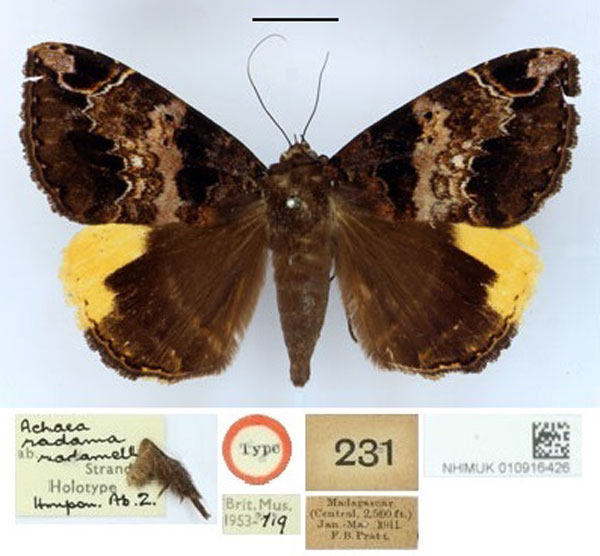 /filer/webapps/moths/media/images/R/radamella_Achaea_HT_BMNH.jpg