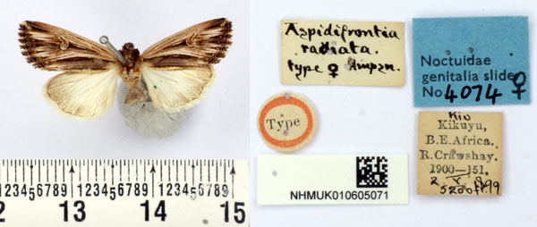 /filer/webapps/moths/media/images/R/radiata_Aspidifrontia_HT_BMNH.jpg