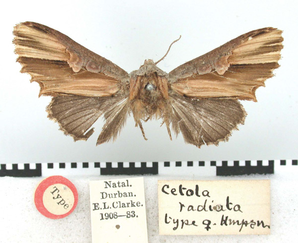 /filer/webapps/moths/media/images/R/radiata_Cetola_HT_BMNH.jpg