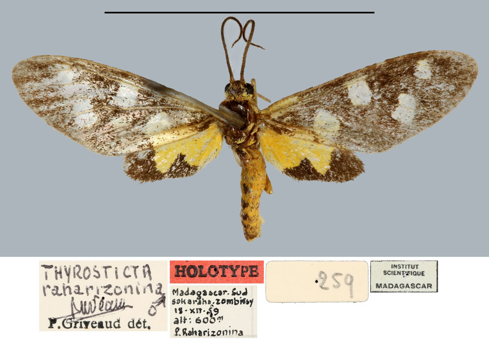 /filer/webapps/moths/media/images/R/raharizonina_Thyrosticta_HT_MNHN.jpg
