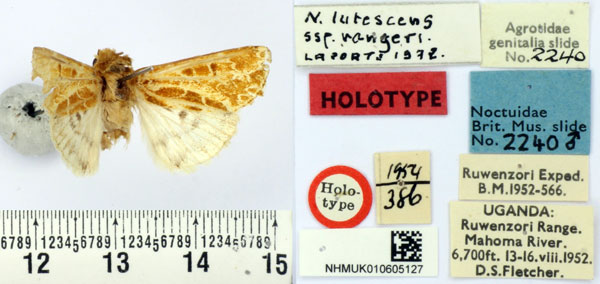 /filer/webapps/moths/media/images/R/rangeri_Nyodes_HT_BMNH.jpg