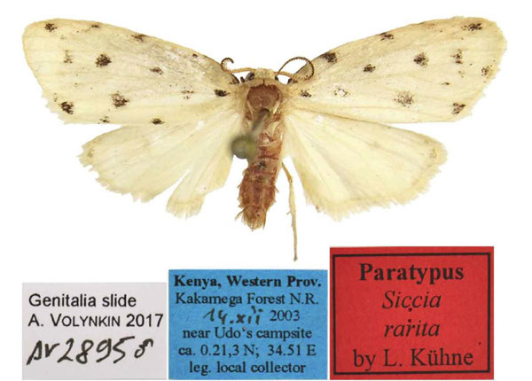 /filer/webapps/moths/media/images/R/rarita_Siccia_PTM_MfN.jpg