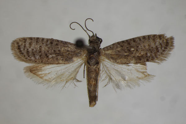 /filer/webapps/moths/media/images/R/ravula_Homadaula_PT_BMNH.jpg