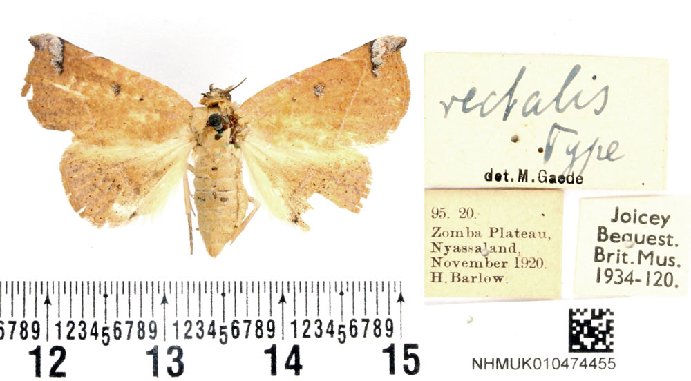 /filer/webapps/moths/media/images/R/rectalis_Herpeperas_HT_BMNH.jpg
