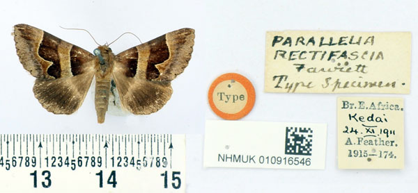 /filer/webapps/moths/media/images/R/rectifascia_Parallelia_HT_BMNH.jpg