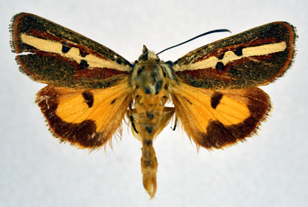 /filer/webapps/moths/media/images/R/rectilinea_Aegoceropsis_A_NHMO.jpg