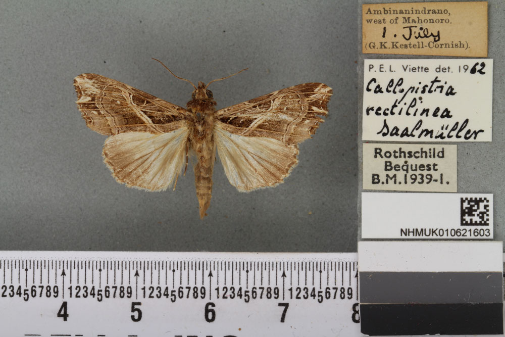 /filer/webapps/moths/media/images/R/rectilinea_Callopistria_AF_BMNHa.jpg