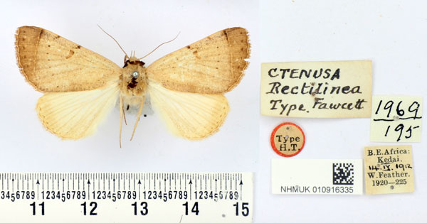 /filer/webapps/moths/media/images/R/rectilinea_Ctenusa_HT_BMNH.jpg