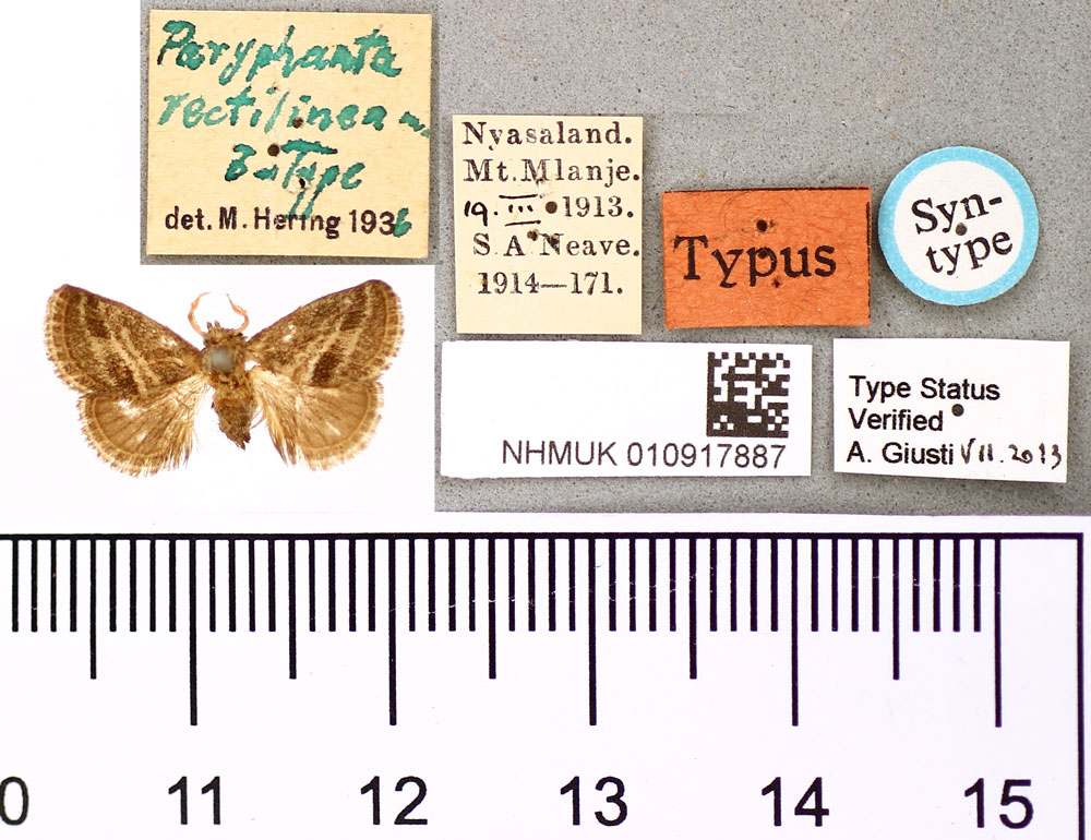 /filer/webapps/moths/media/images/R/rectilinea_Paryphanta_HT_BMNH.jpg