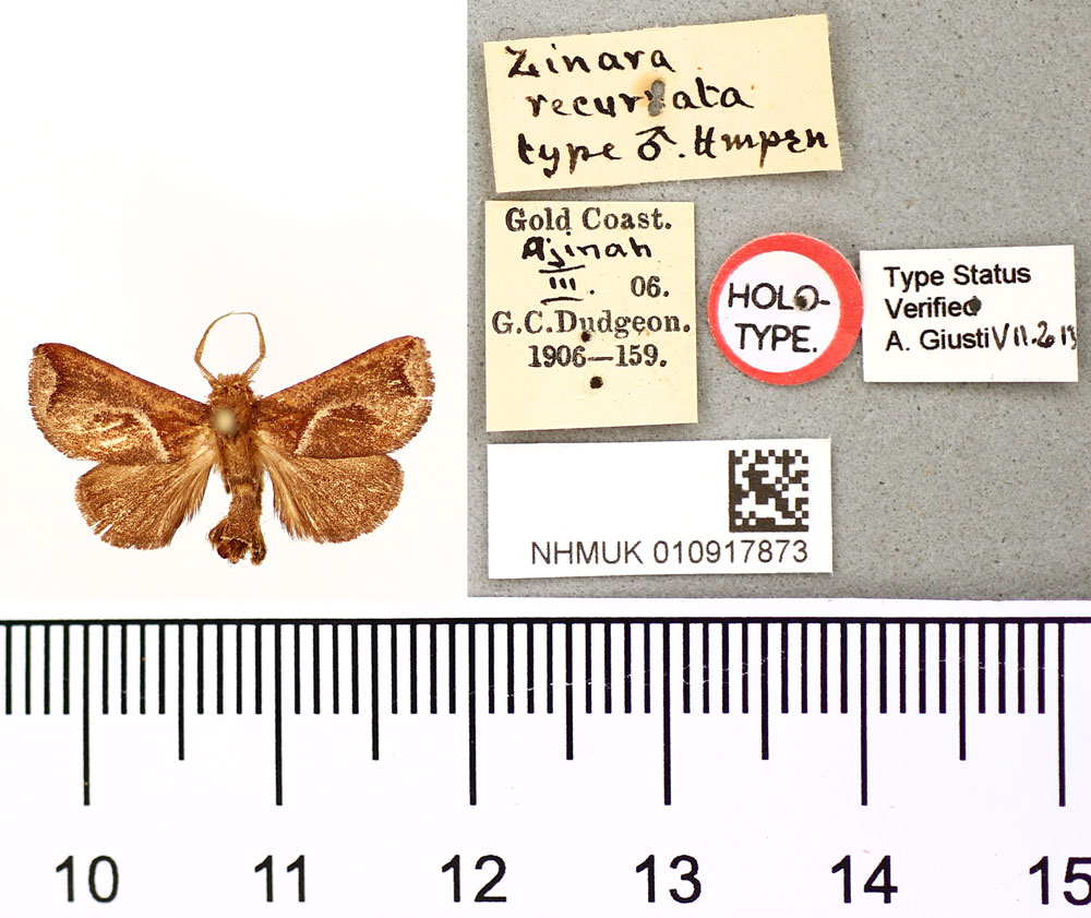 /filer/webapps/moths/media/images/R/recurvata_Zinara_HT_BMNH.jpg