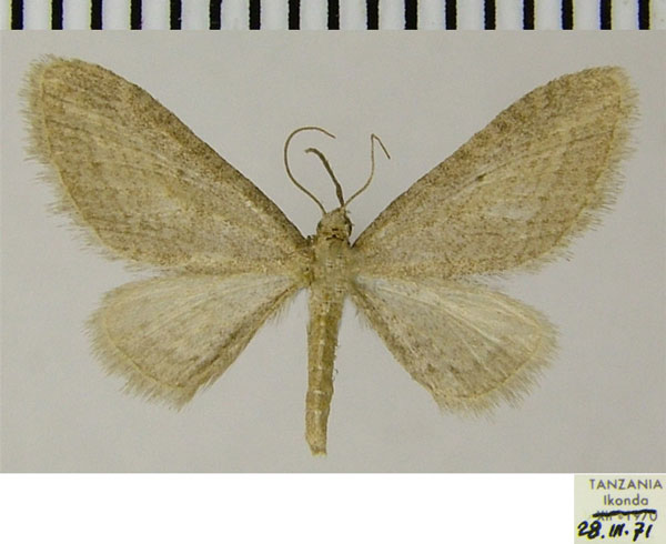 /filer/webapps/moths/media/images/R/rediviva_Eupithecia_AM_ZSM.jpg