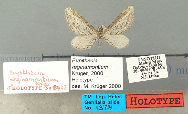 /filer/webapps/moths/media/images/R/reginamontium_Eupithecia_HT_TMSA.jpg