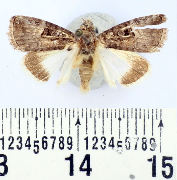 /filer/webapps/moths/media/images/R/remanei_Metoponrhis_AM_BMNH.jpg