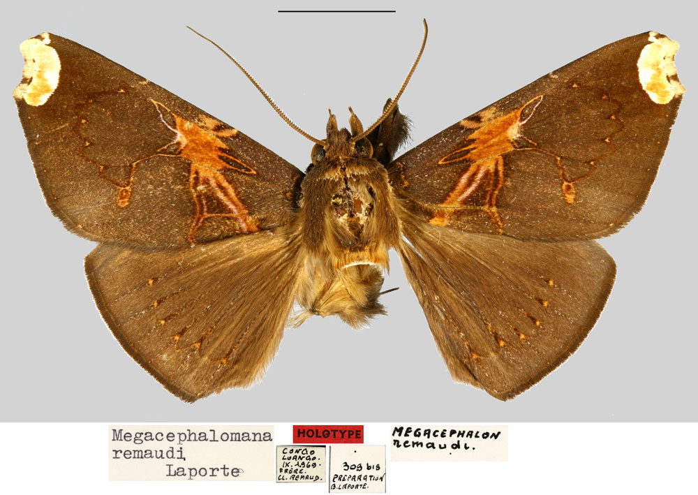 /filer/webapps/moths/media/images/R/remaudi_Megacephalomana_HT_MNHN.jpg