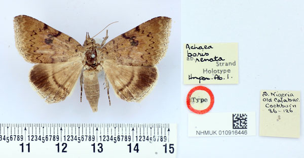 /filer/webapps/moths/media/images/R/renata_Achaea_HT_BMNH.jpg
