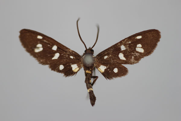 /filer/webapps/moths/media/images/R/rendalli_Amata_HT_BMNH.jpg