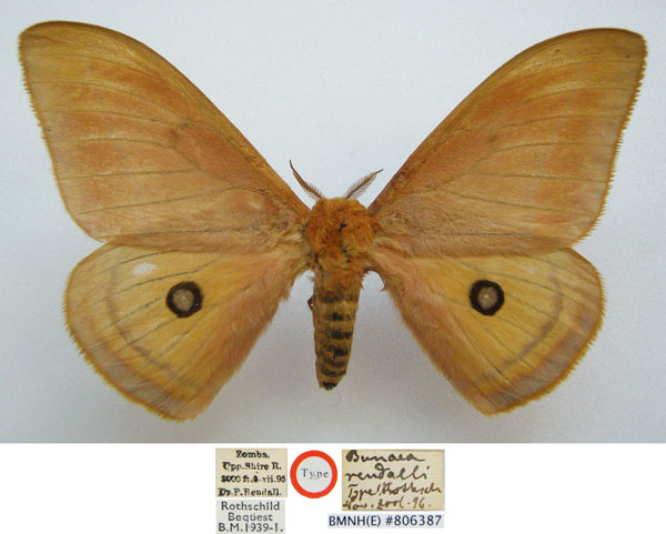 /filer/webapps/moths/media/images/R/rendalli_Nudaurelia_HT_NHMUKa.jpg