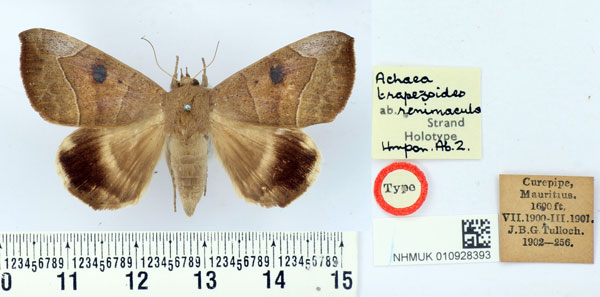 /filer/webapps/moths/media/images/R/renimacula_Achaea_HT_BMNH.jpg