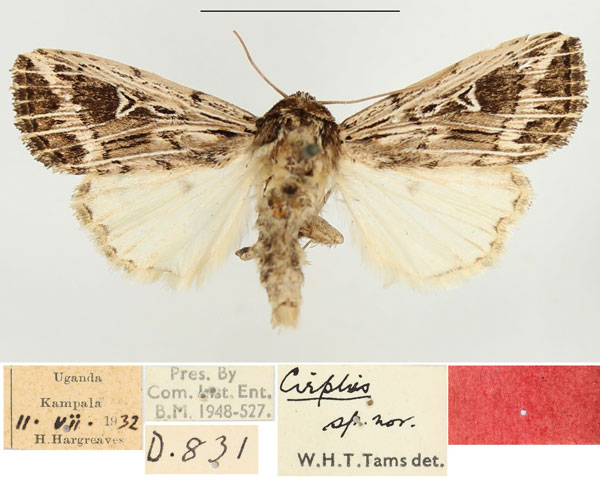 /filer/webapps/moths/media/images/R/reticulata_Leucania_AM_BMNH_01.jpg