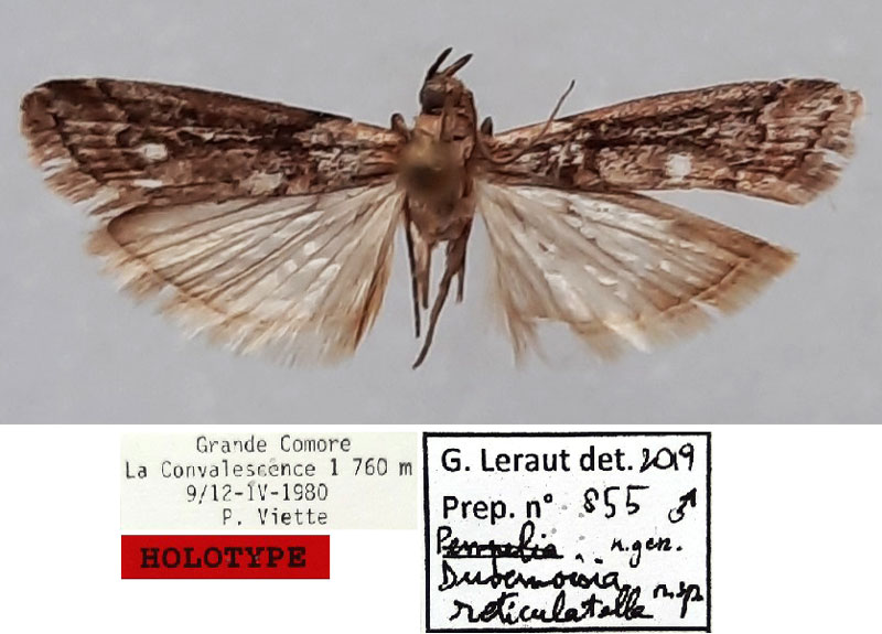 /filer/webapps/moths/media/images/R/reticulatella_Duvernoisia_HT_MNHN.jpg