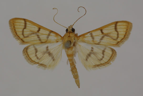 /filer/webapps/moths/media/images/R/retractalis_Syllepte_HT_BMNH.jpg