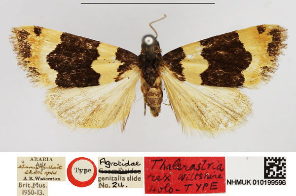 /filer/webapps/moths/media/images/R/rex_Thalerastria_HT_NHMUK.jpg