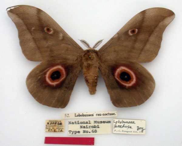 /filer/webapps/moths/media/images/R/rexnoctuae_Lobobunaea_HT_NMK.jpg