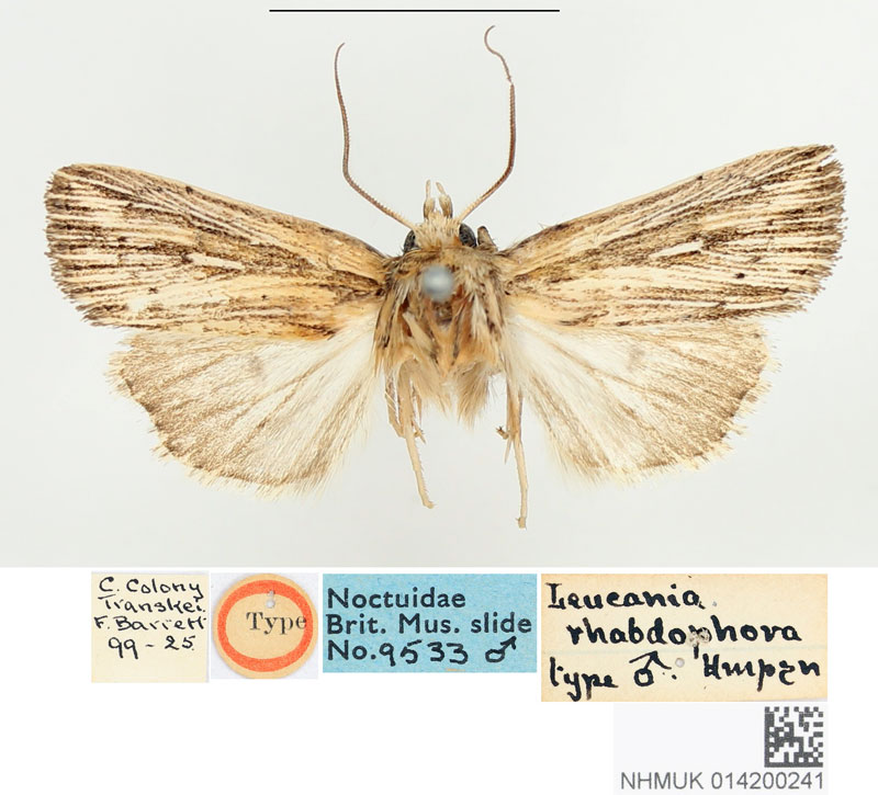 /filer/webapps/moths/media/images/R/rhabdophora_Leucania_STM_BMNH_01.jpg