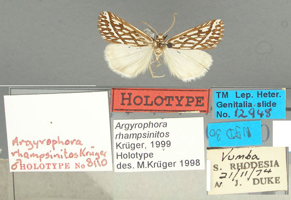 /filer/webapps/moths/media/images/R/rhampsinitos_Argyrophora_HT_TMSA.jpg