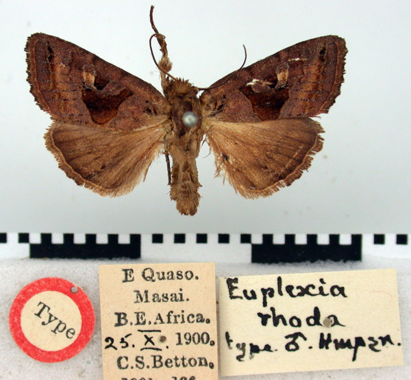 /filer/webapps/moths/media/images/R/rhoda_Euplexia_HT_BMNH.jpg