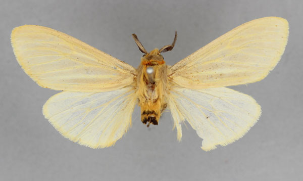/filer/webapps/moths/media/images/R/rhodesiana_Pseudoradiarctia_LT_BMNH.jpg