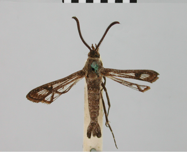 /filer/webapps/moths/media/images/R/rhodia_Synanthedon_HT_BMNH.jpg