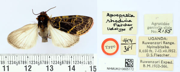 /filer/webapps/moths/media/images/R/rhodina_Apospasta_HT_BMNH.jpg