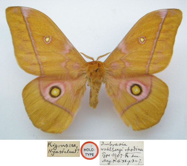 /filer/webapps/moths/media/images/R/rhodina_Imbrasia_HT_NHMUKa.jpg