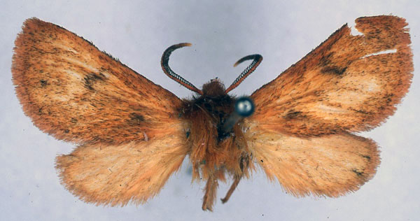 /filer/webapps/moths/media/images/R/rhodites_Metarctia_HT_BMNH_01.jpg