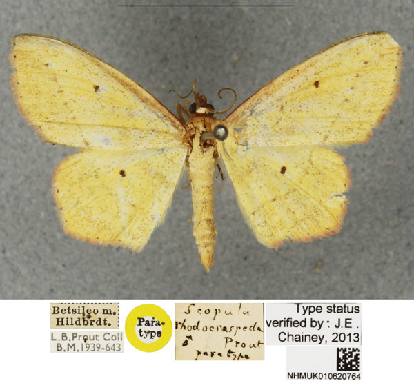 /filer/webapps/moths/media/images/R/rhodocraspeda_Scopula_PTM_BMNH.jpg