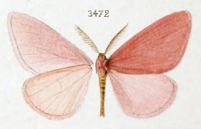 /filer/webapps/moths/media/images/R/rhodonaria_Rhodopan_STM_Oberthur_152-3472.jpg