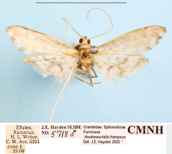 /filer/webapps/moths/media/images/R/rhodoneurialis_Furcivena_AM_CMNH_01a_wksnlhG.jpg
