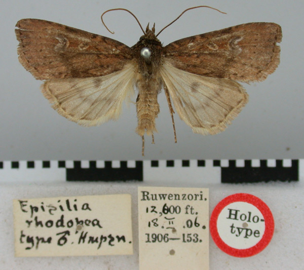 /filer/webapps/moths/media/images/R/rhodopea_Episilia_HT_BMNH.jpg