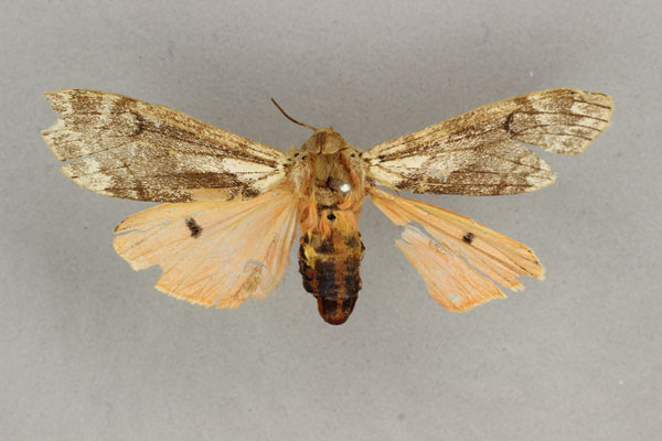/filer/webapps/moths/media/images/R/rhodophaea_Teracotona_HT_BMNH.jpg